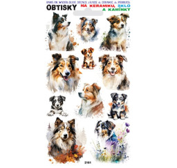 Obtisky Austraský ovčák...