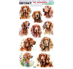 Obtisky Irský setr 2165 na...